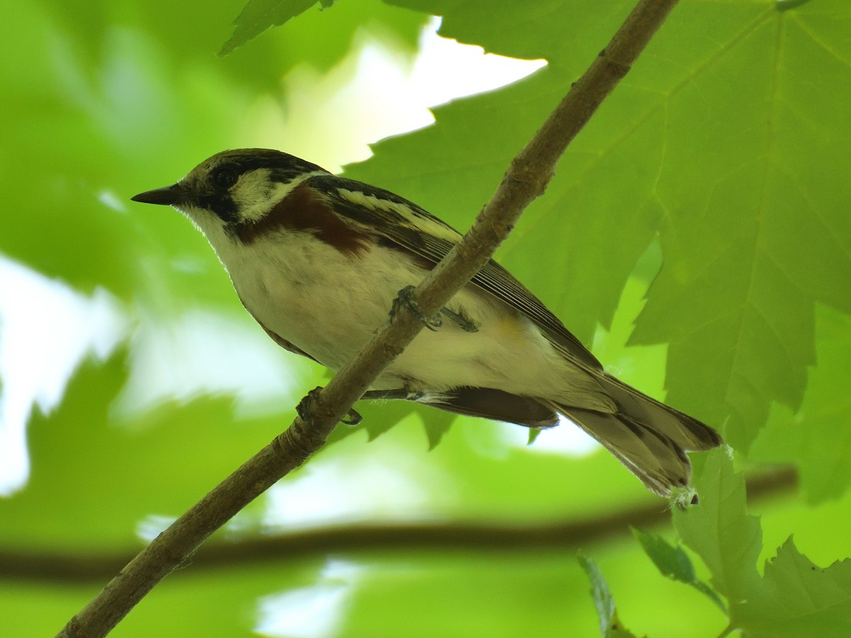 Chestnut-sided Warbler - Jeanne Stacey