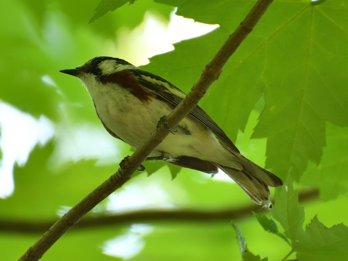 Chestnut-sided Warbler - Jeanne Stacey