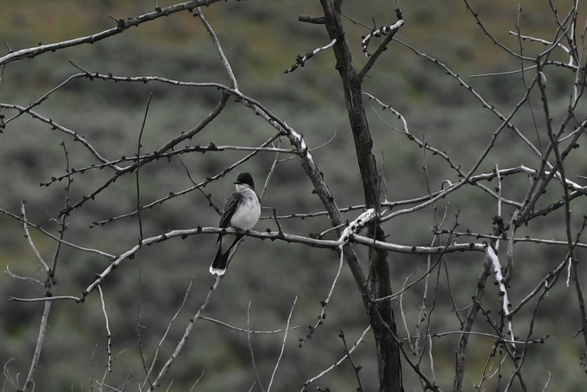 Eastern Kingbird - Glenn Kohler