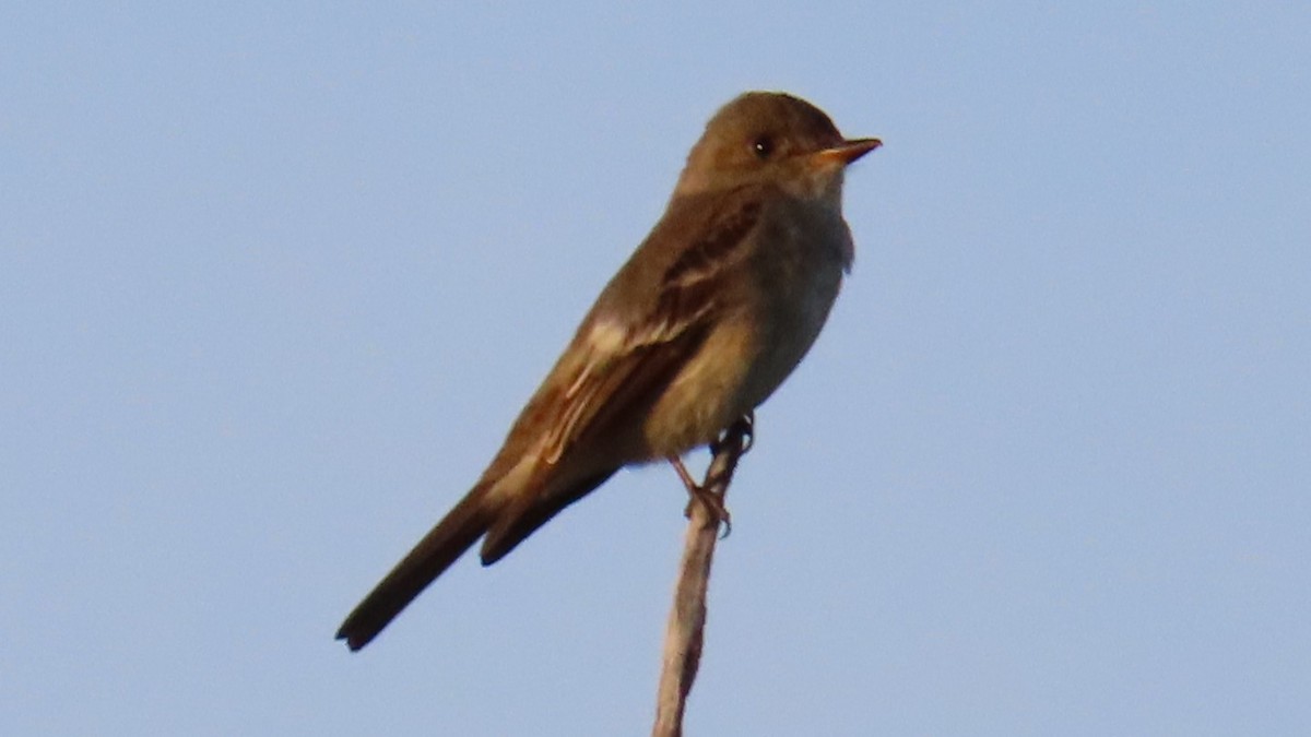Western Wood-Pewee - Christopher Frick