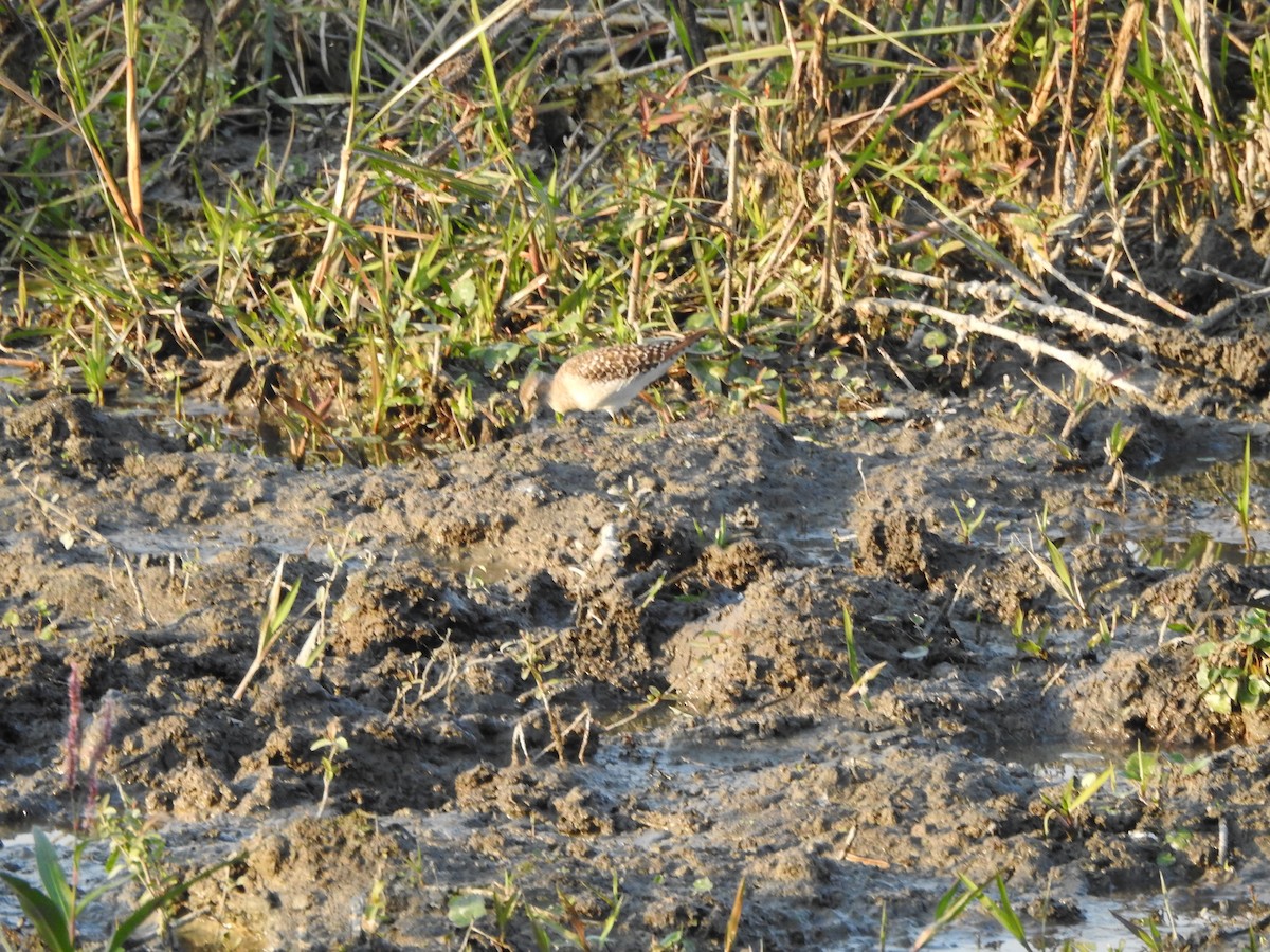 Wood Sandpiper - Selvaganesh K