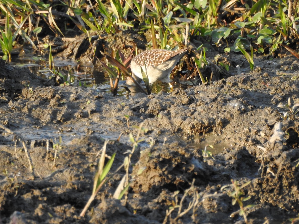 Wood Sandpiper - Selvaganesh K