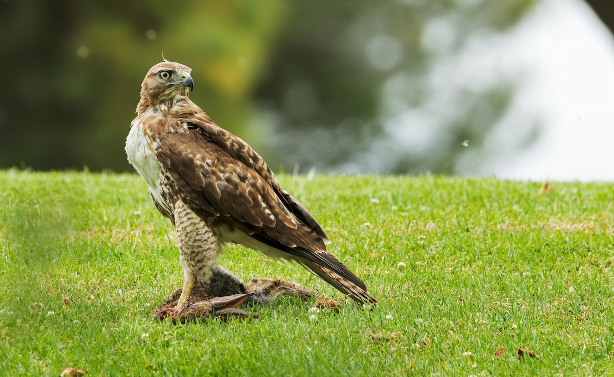 Red-tailed Hawk (calurus/alascensis) - ML619557218