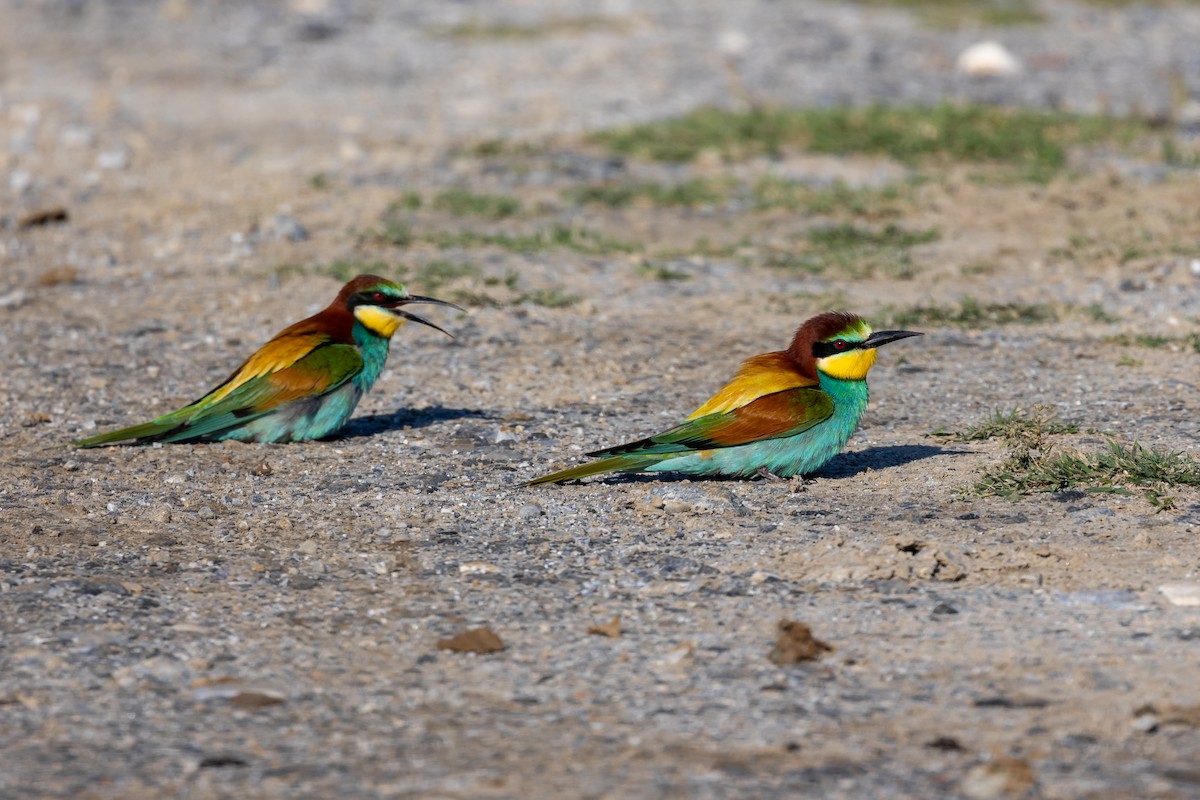 European Bee-eater - Nikos Mavris