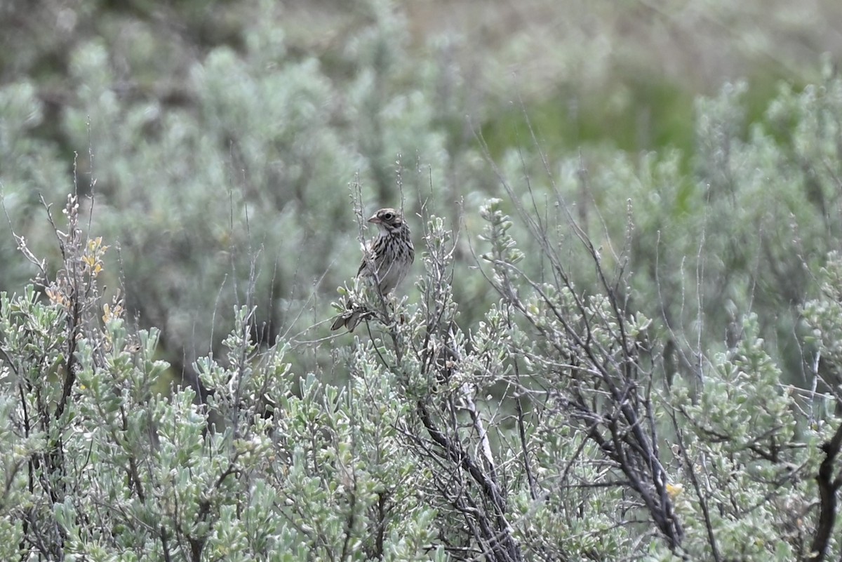 Vesper Sparrow - Glenn Kohler