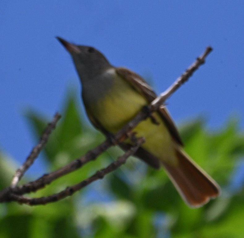 Great Crested Flycatcher - Steve Davis