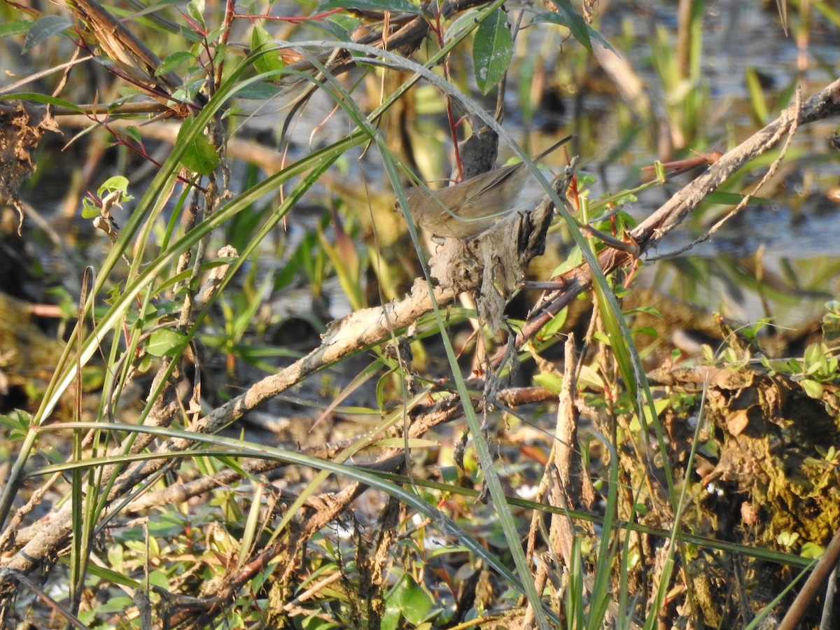 Dusky Warbler - Selvaganesh K