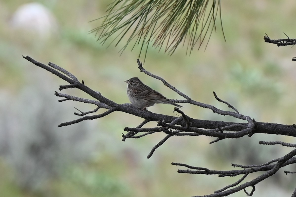 Vesper Sparrow - Glenn Kohler