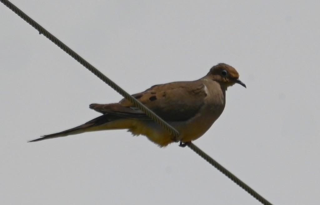 Mourning Dove - Steve Davis