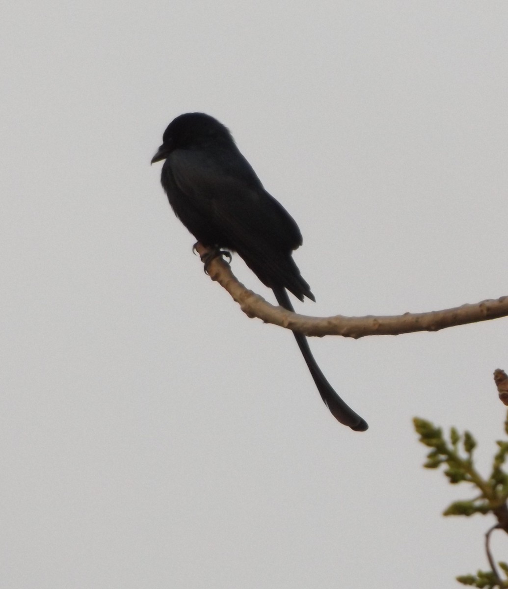 Black Drongo - Rodney Macready