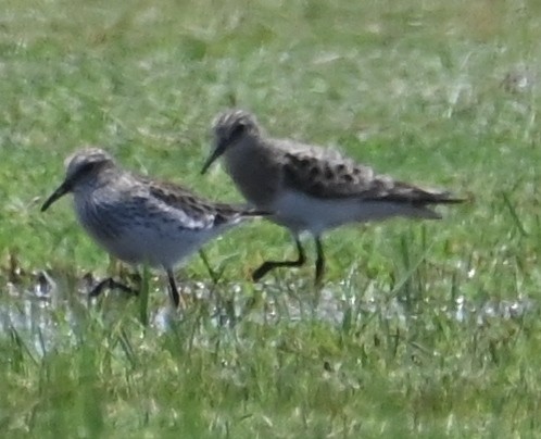 White-rumped Sandpiper - Steve Davis