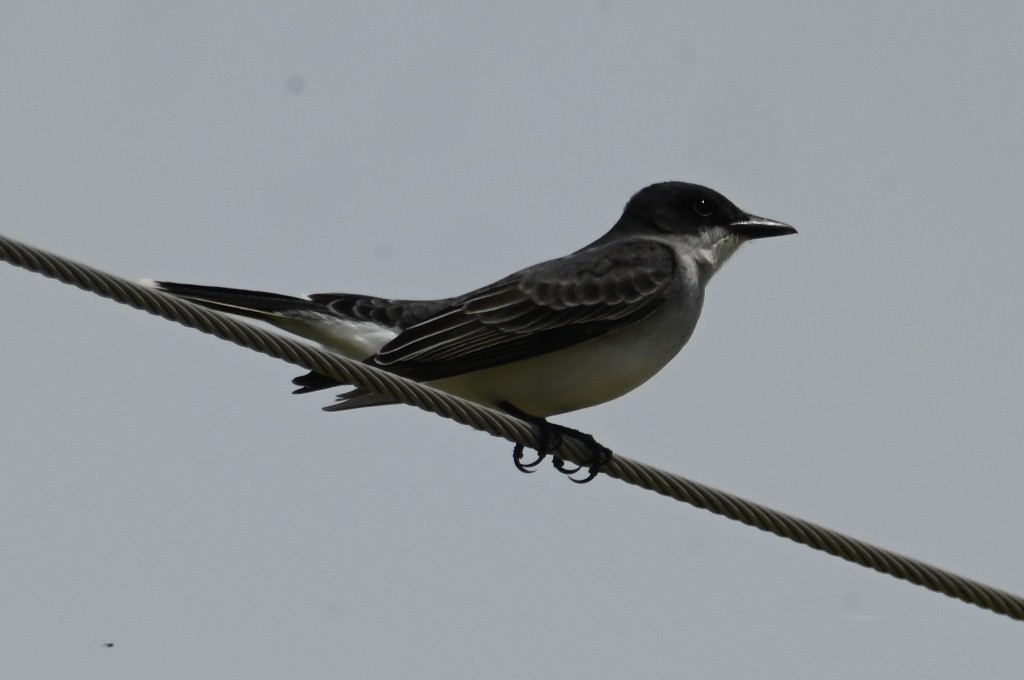 Eastern Kingbird - Steve Davis