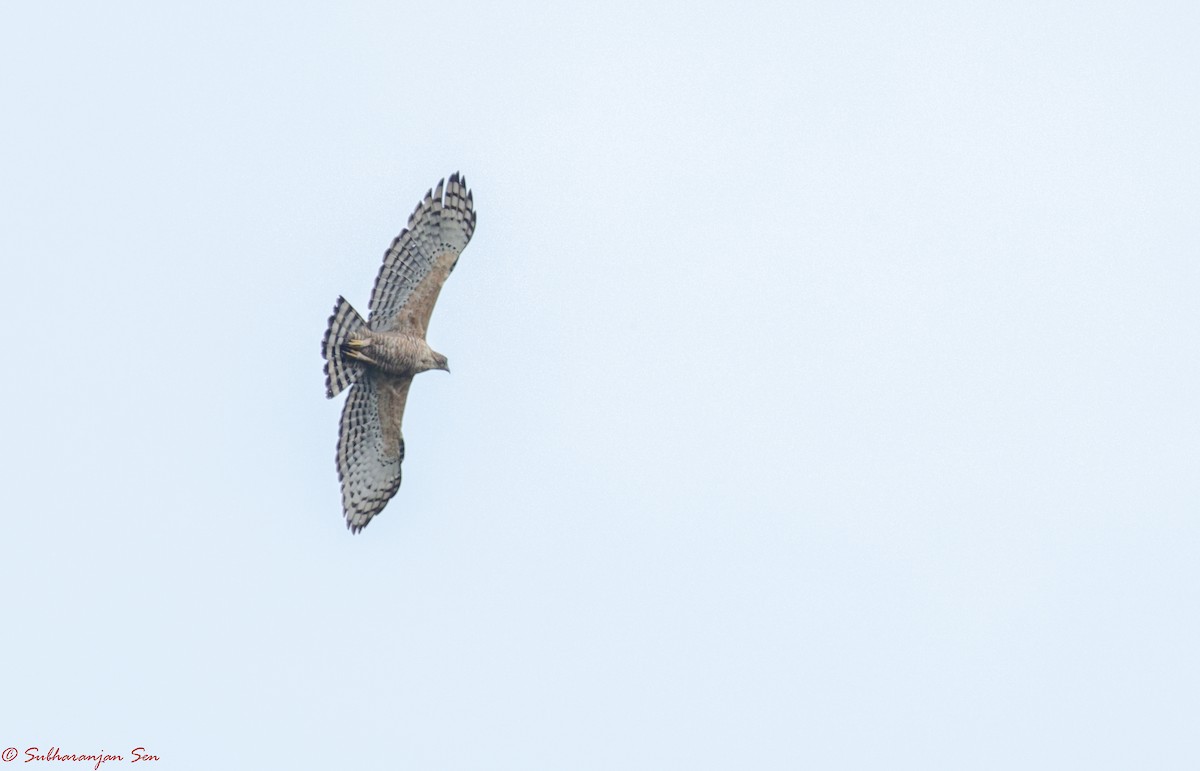 Águila de Ceilán - ML619557283