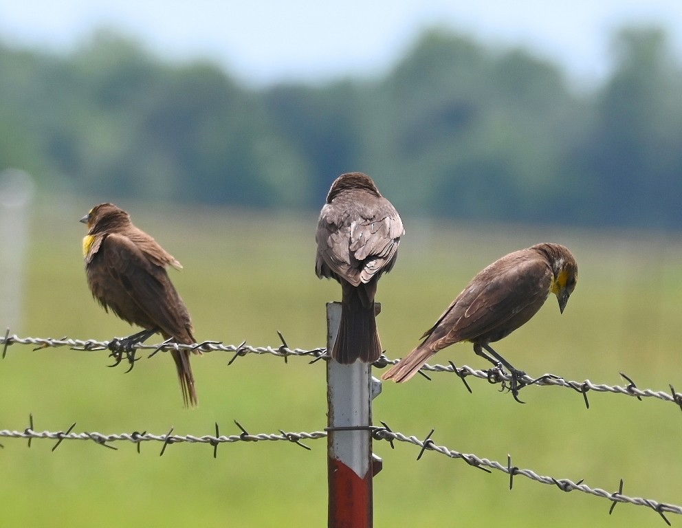 Yellow-headed Blackbird - ML619557285