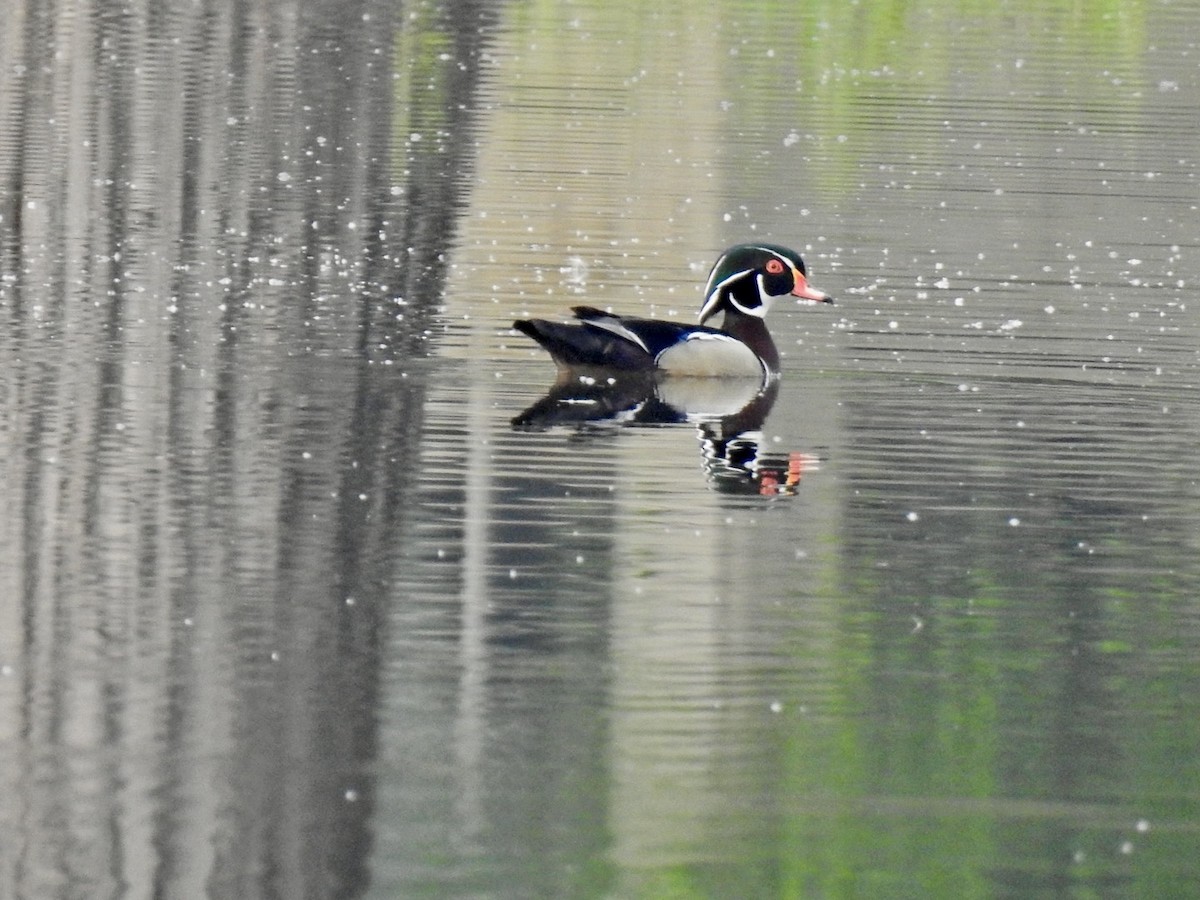 Wood Duck - Randy James