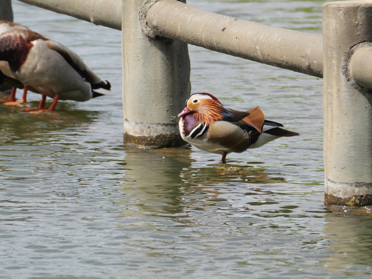 Mandarin Duck - としふみ しみず