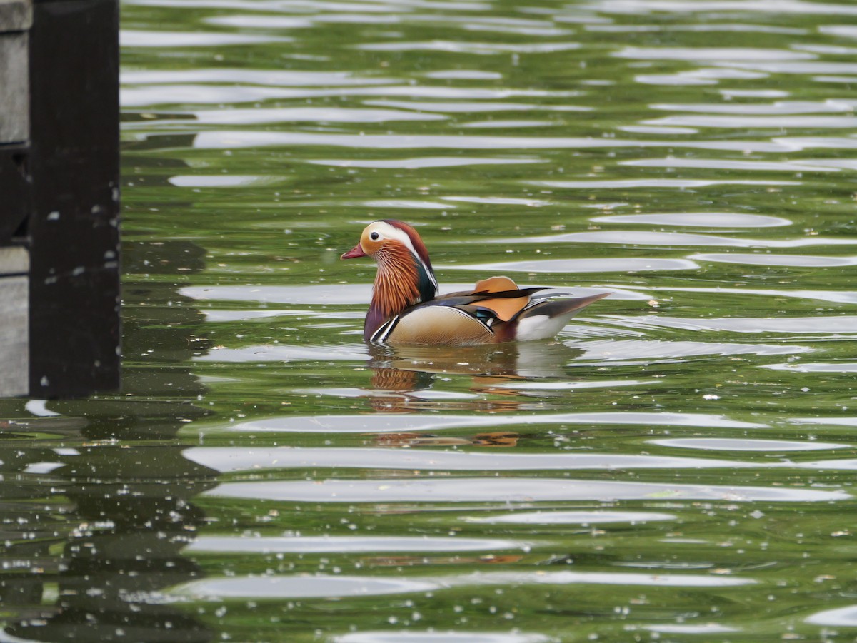 Mandarin Duck - としふみ しみず