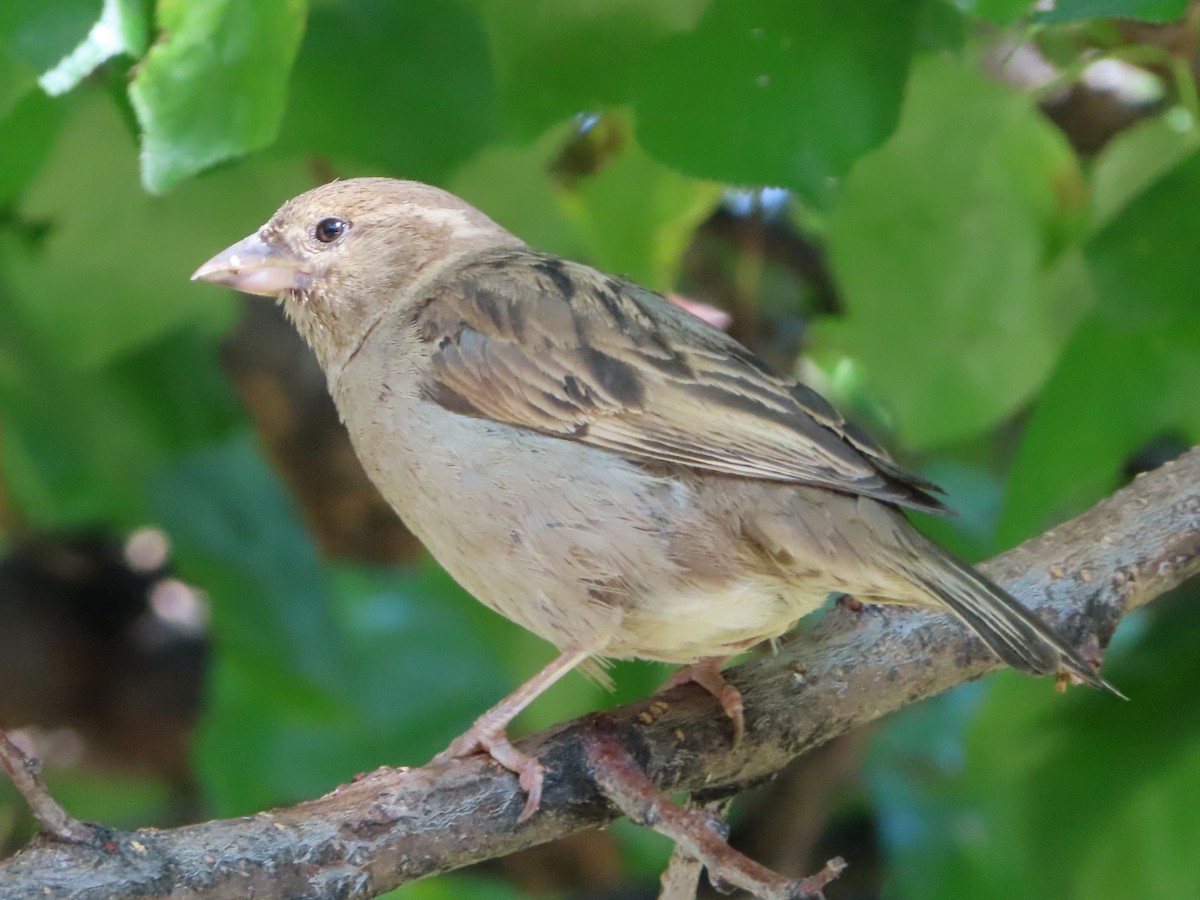 House Sparrow - Kseniia Marianna Prondzynska