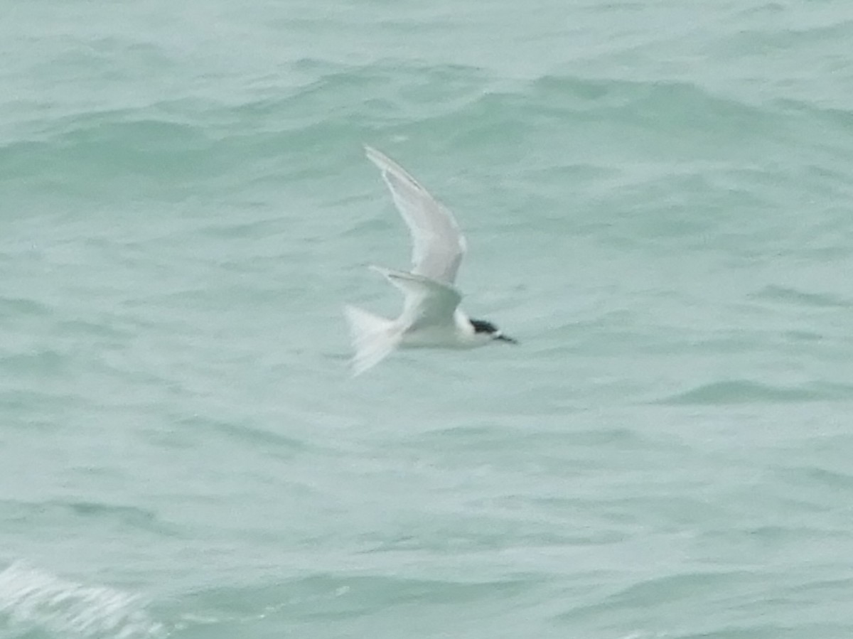 White-fronted Tern - Natalee Bozzi