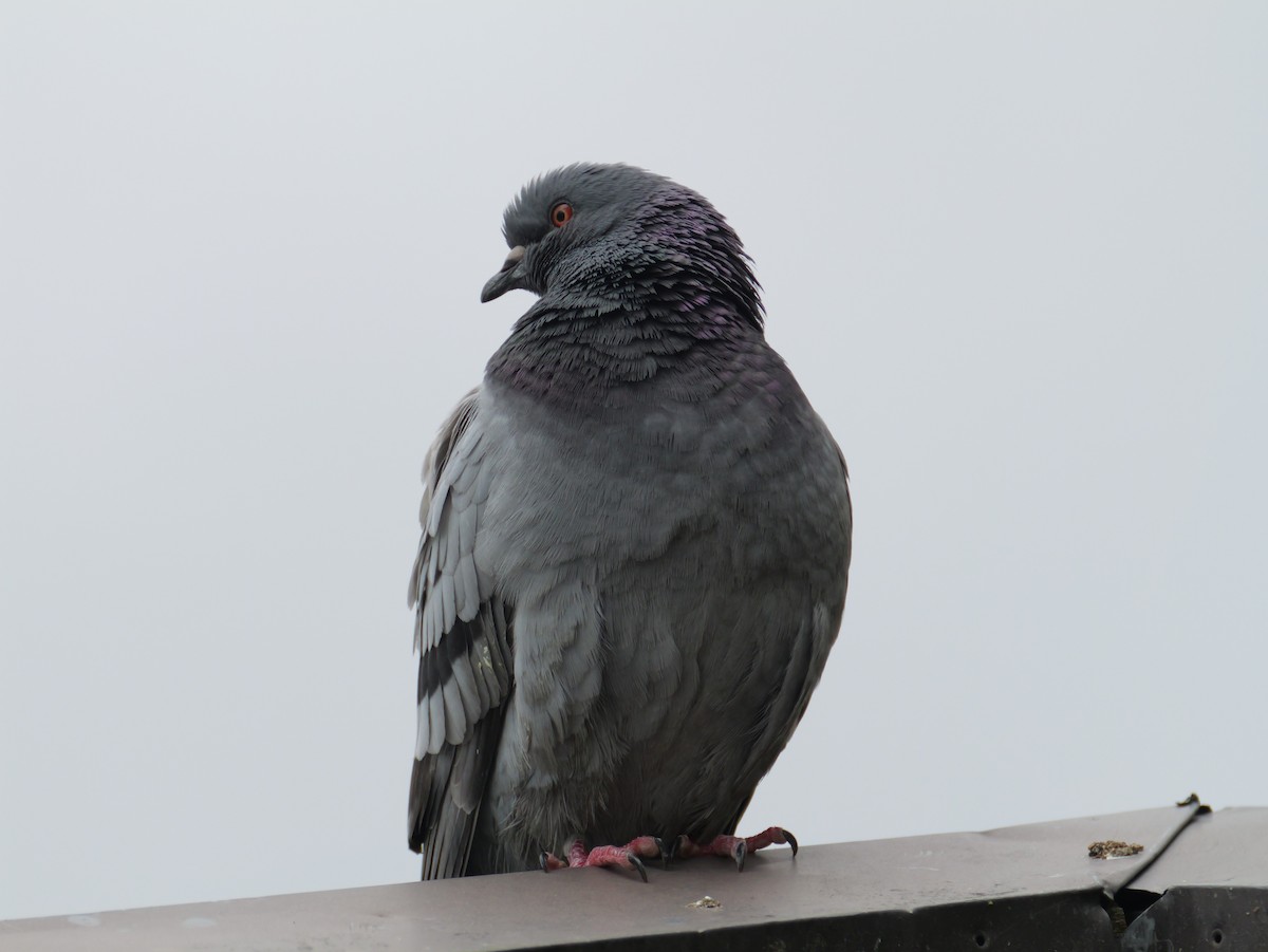 Rock Pigeon (Feral Pigeon) - としふみ しみず