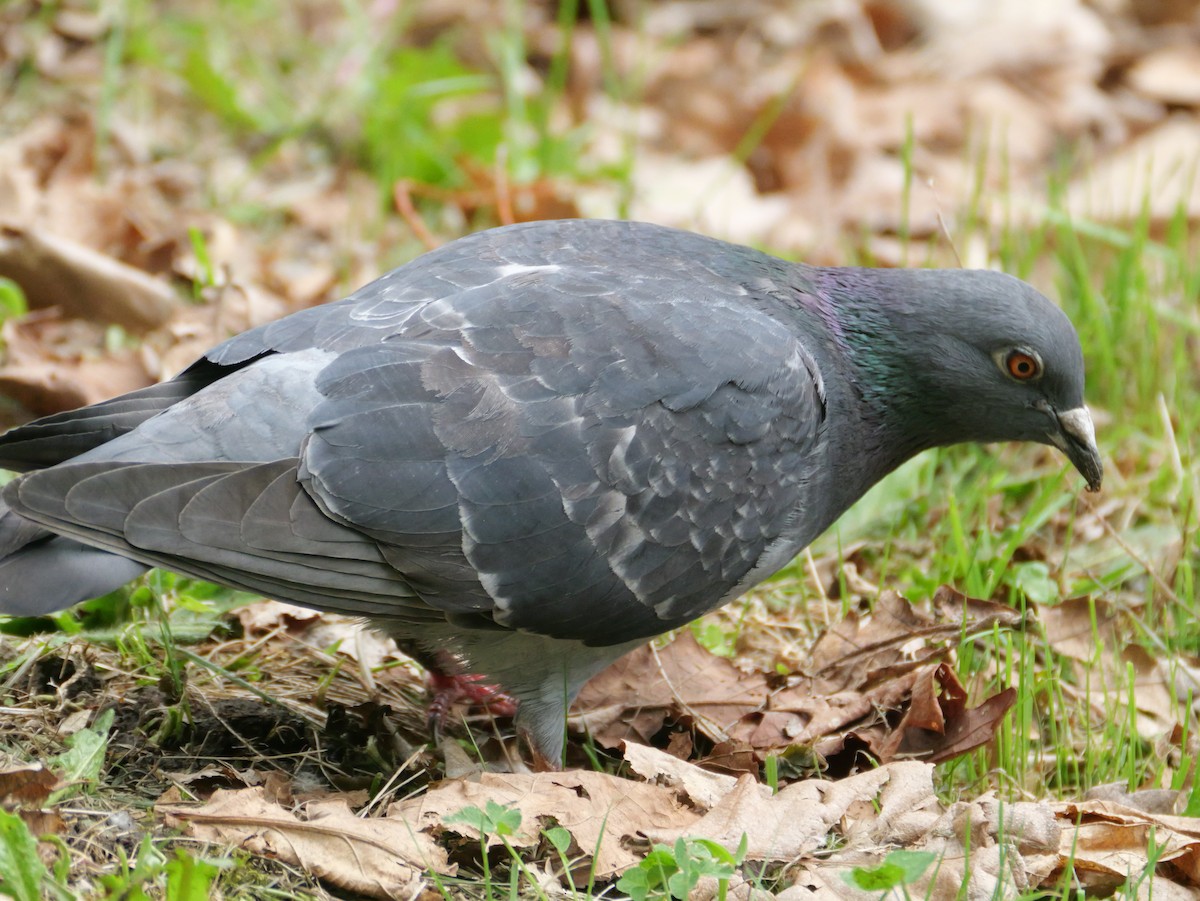 Rock Pigeon (Feral Pigeon) - としふみ しみず