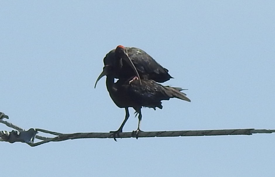 ibis bradavičnatý - ML619557319