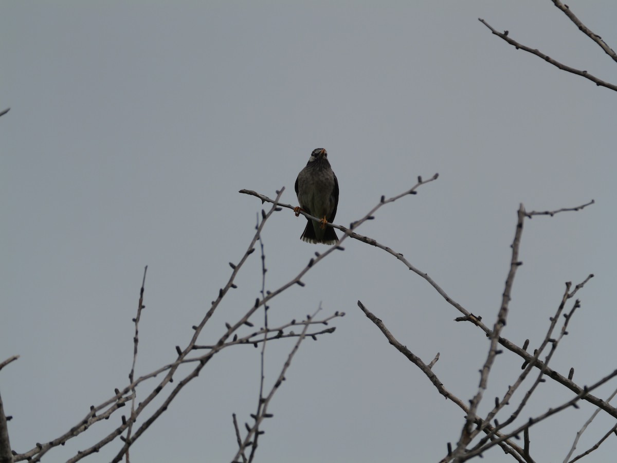 White-cheeked Starling - としふみ しみず