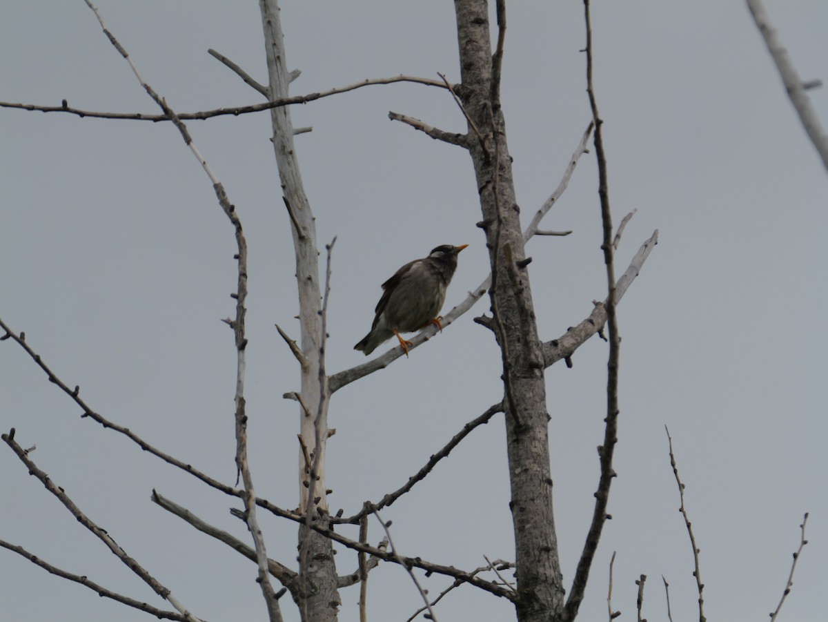 White-cheeked Starling - としふみ しみず