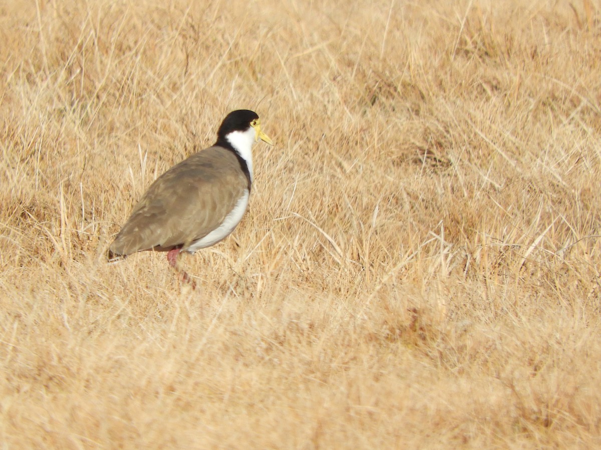 Masked Lapwing - Natalee Bozzi