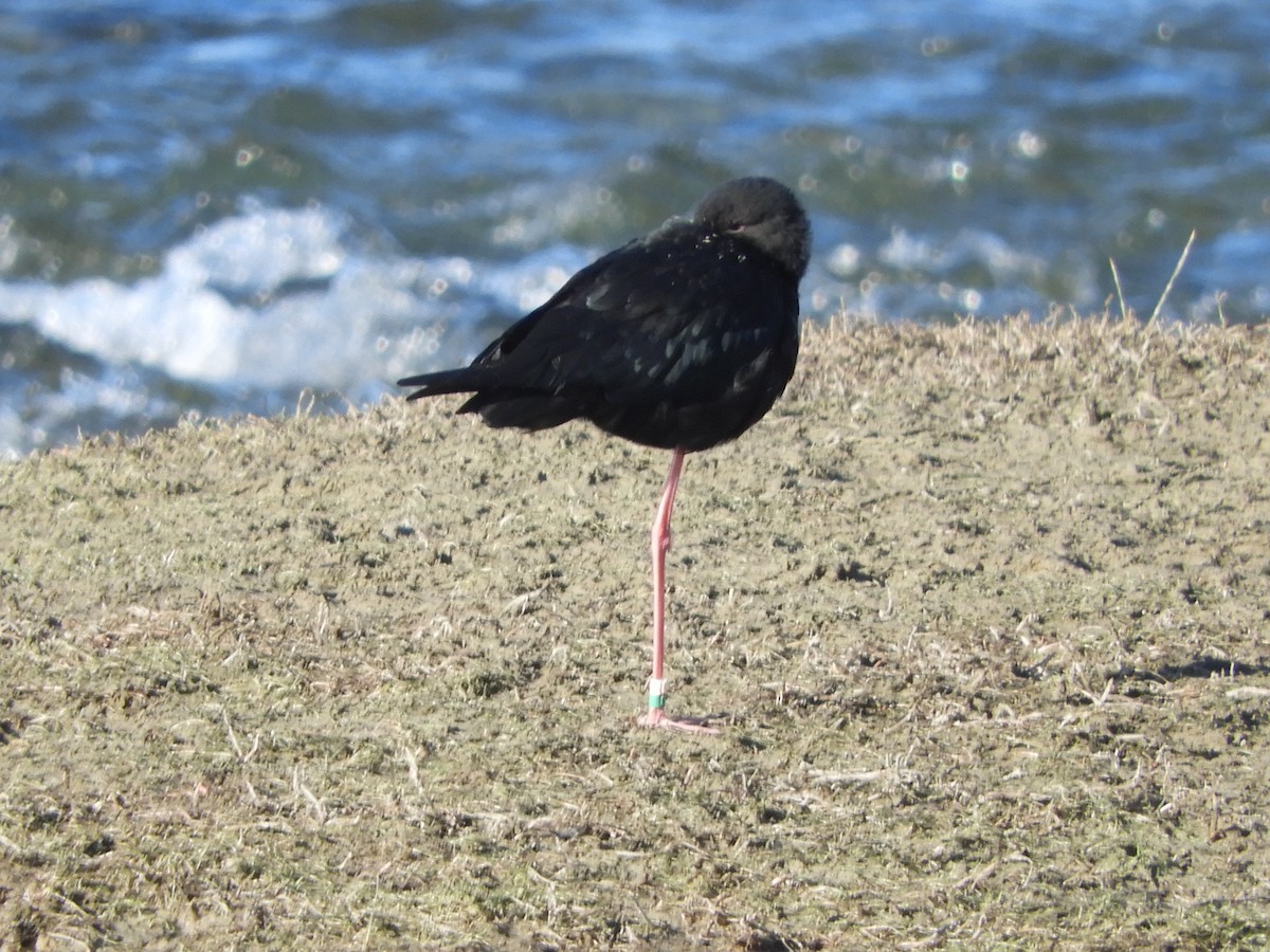 Black Stilt - Natalee Bozzi