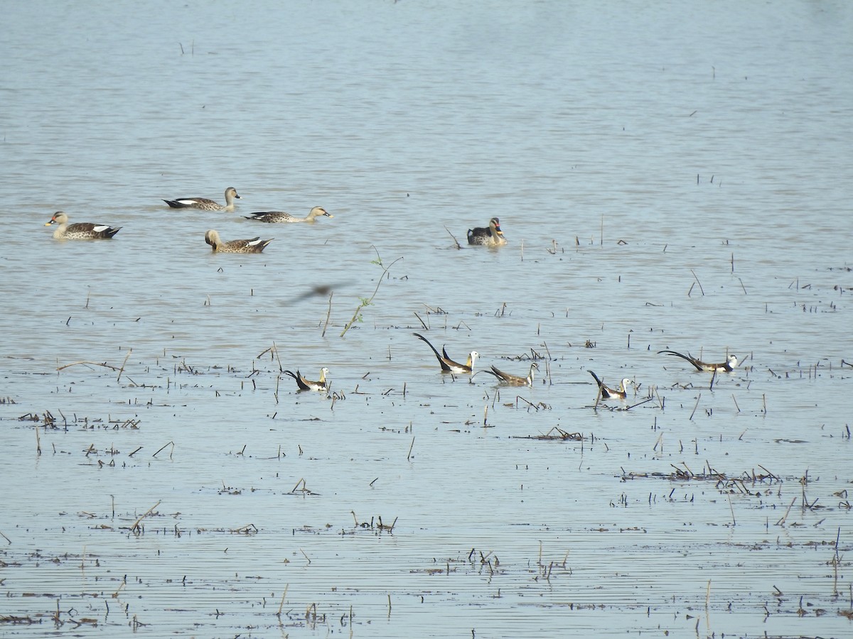 Pheasant-tailed Jacana - Angeline Mano M