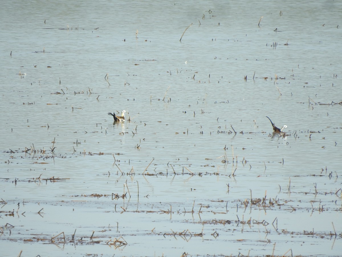 Pheasant-tailed Jacana - ML619557339