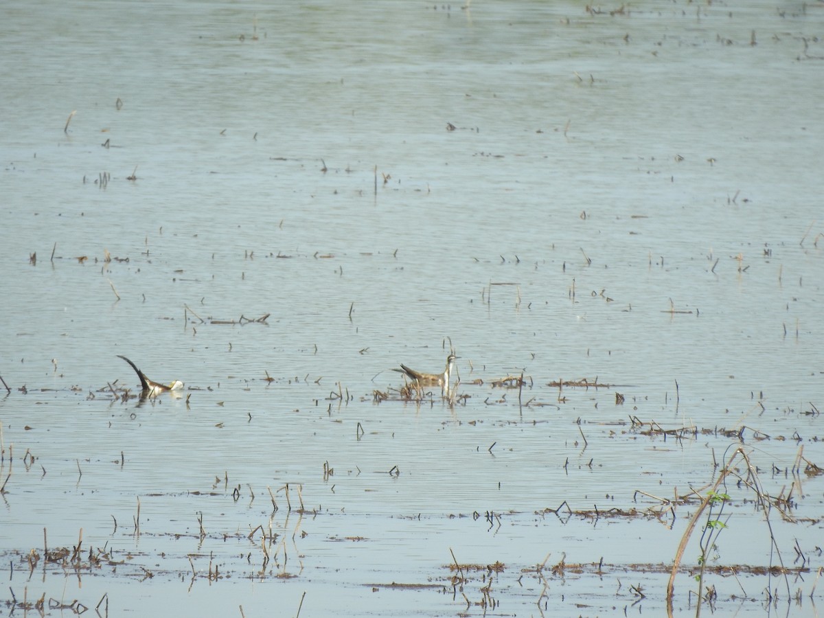 Pheasant-tailed Jacana - Angeline Mano M