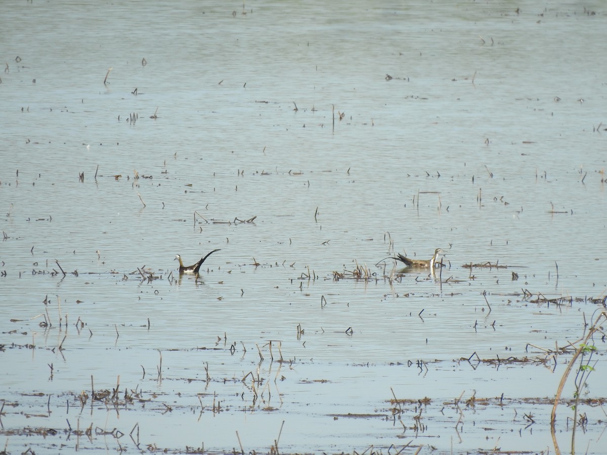 Pheasant-tailed Jacana - ML619557341