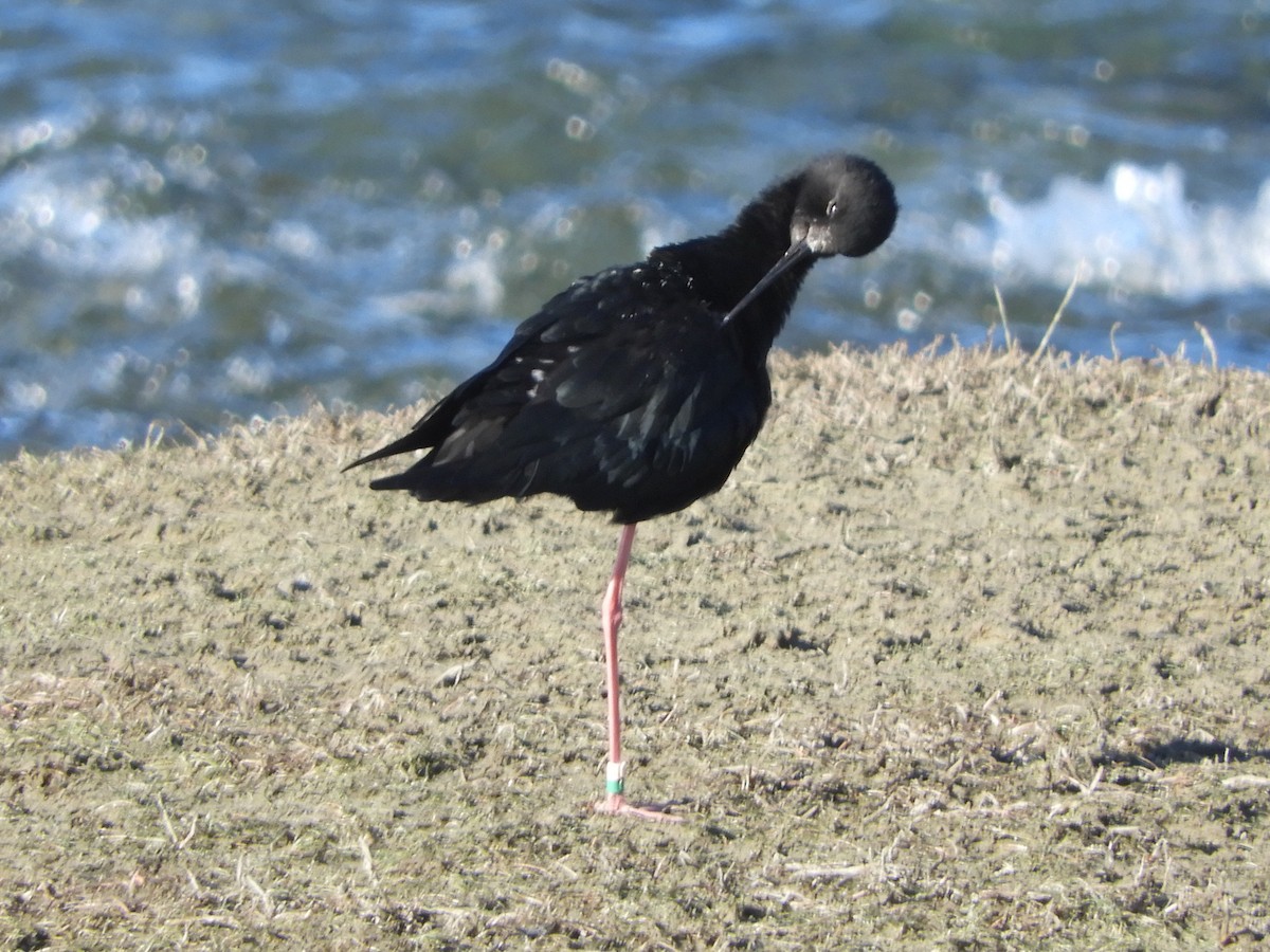 Black Stilt - Natalee Bozzi