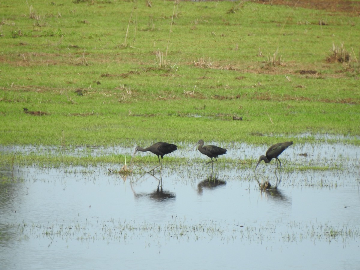 Glossy Ibis - Angeline Mano M