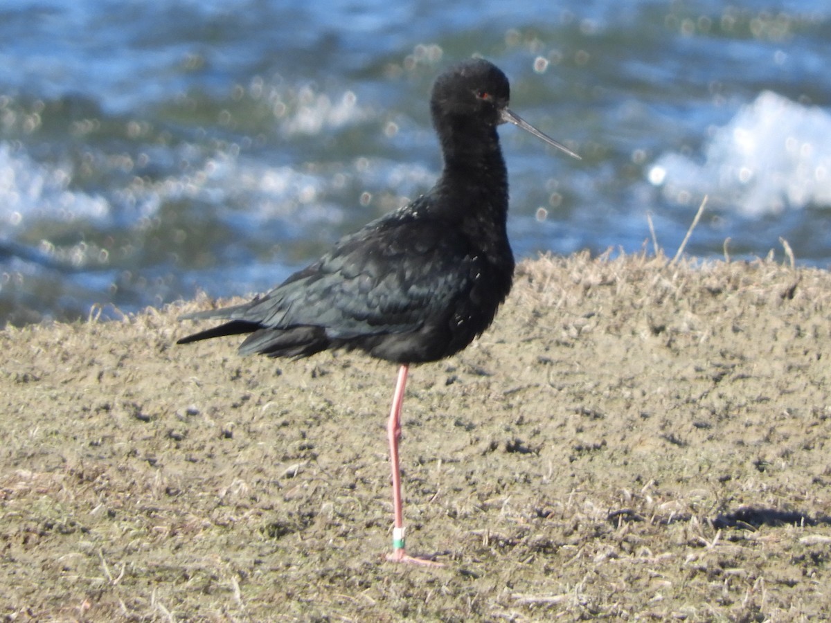 Black Stilt - Natalee Bozzi