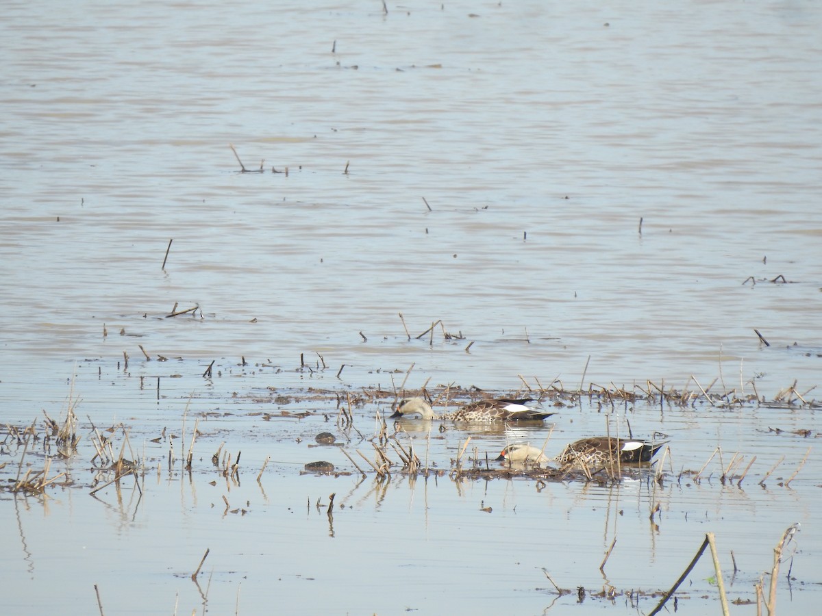 Indian Spot-billed Duck - Angeline Mano M