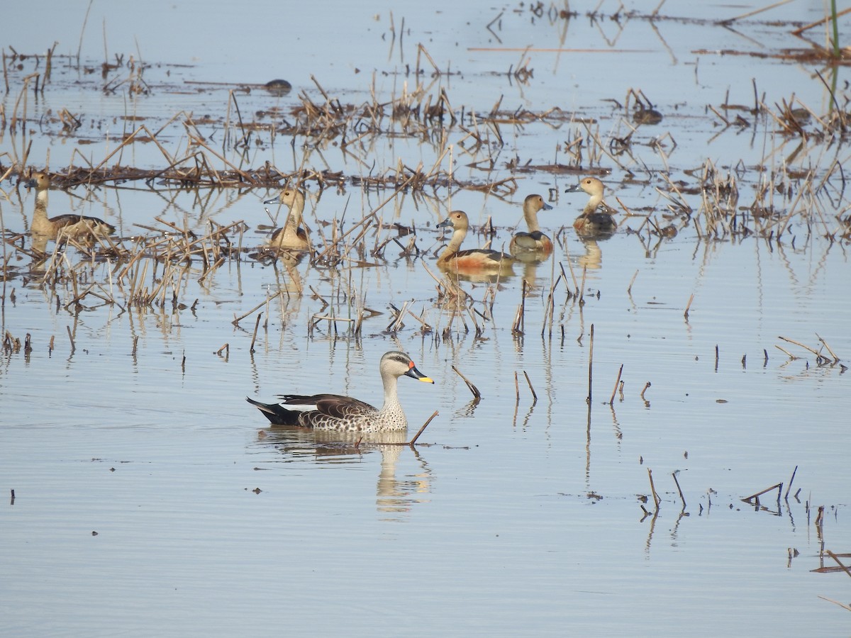 Indian Spot-billed Duck - Angeline Mano M