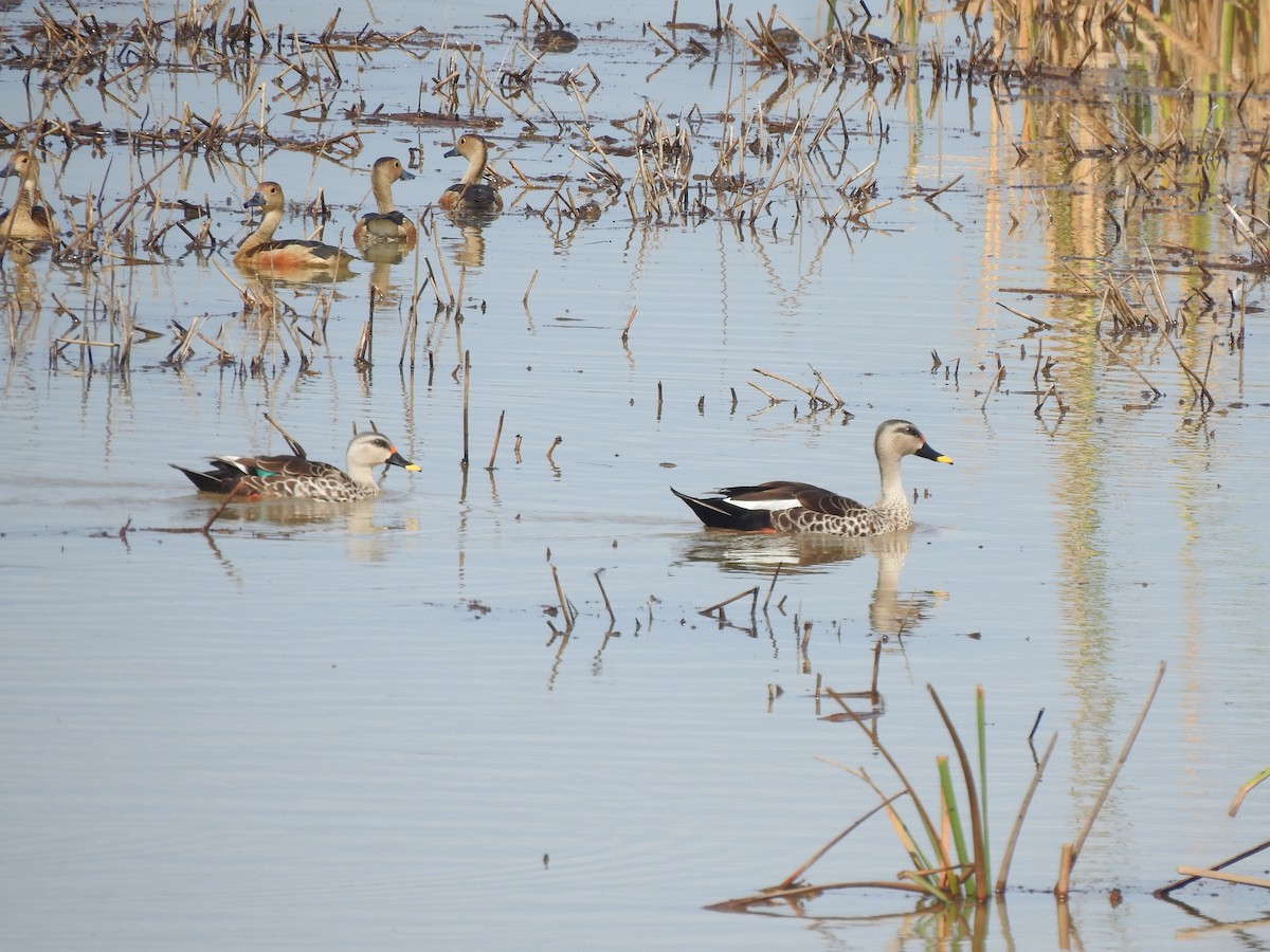 Indian Spot-billed Duck - Angeline Mano M