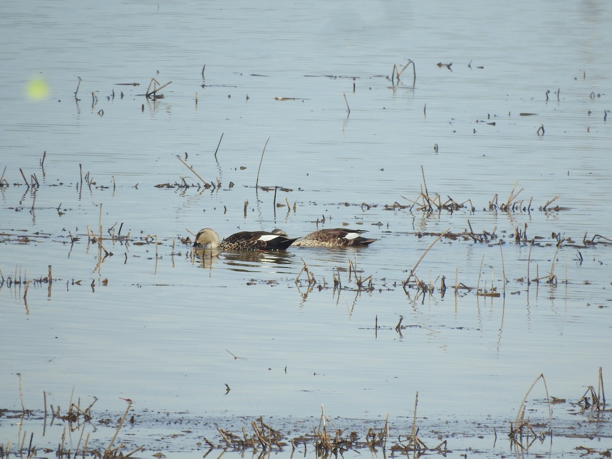 Indian Spot-billed Duck - Angeline Mano M