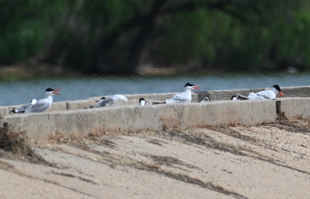 Caspian Tern - Steve Davis