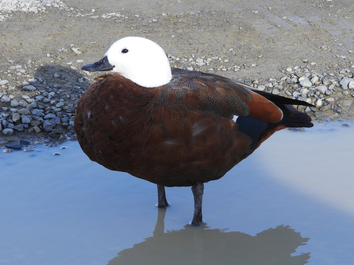 Paradise Shelduck - ML619557363