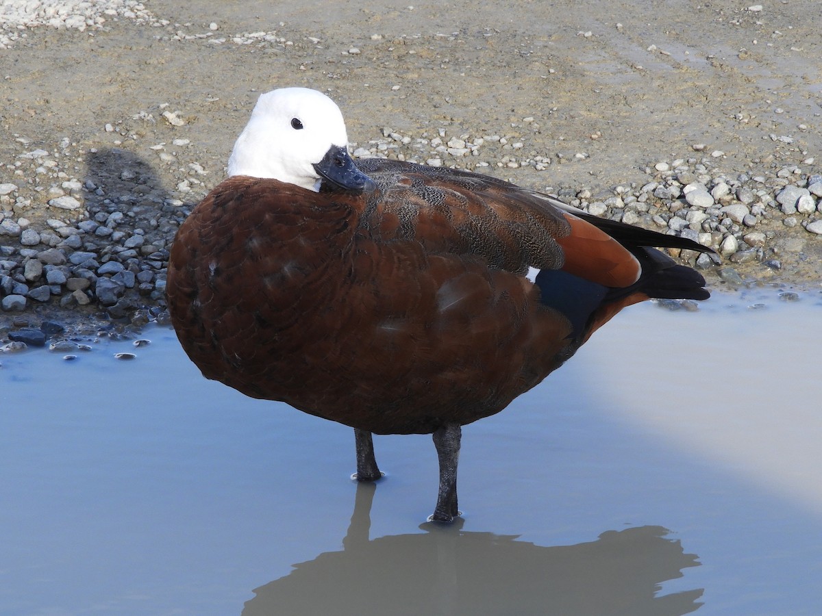 Paradise Shelduck - ML619557365