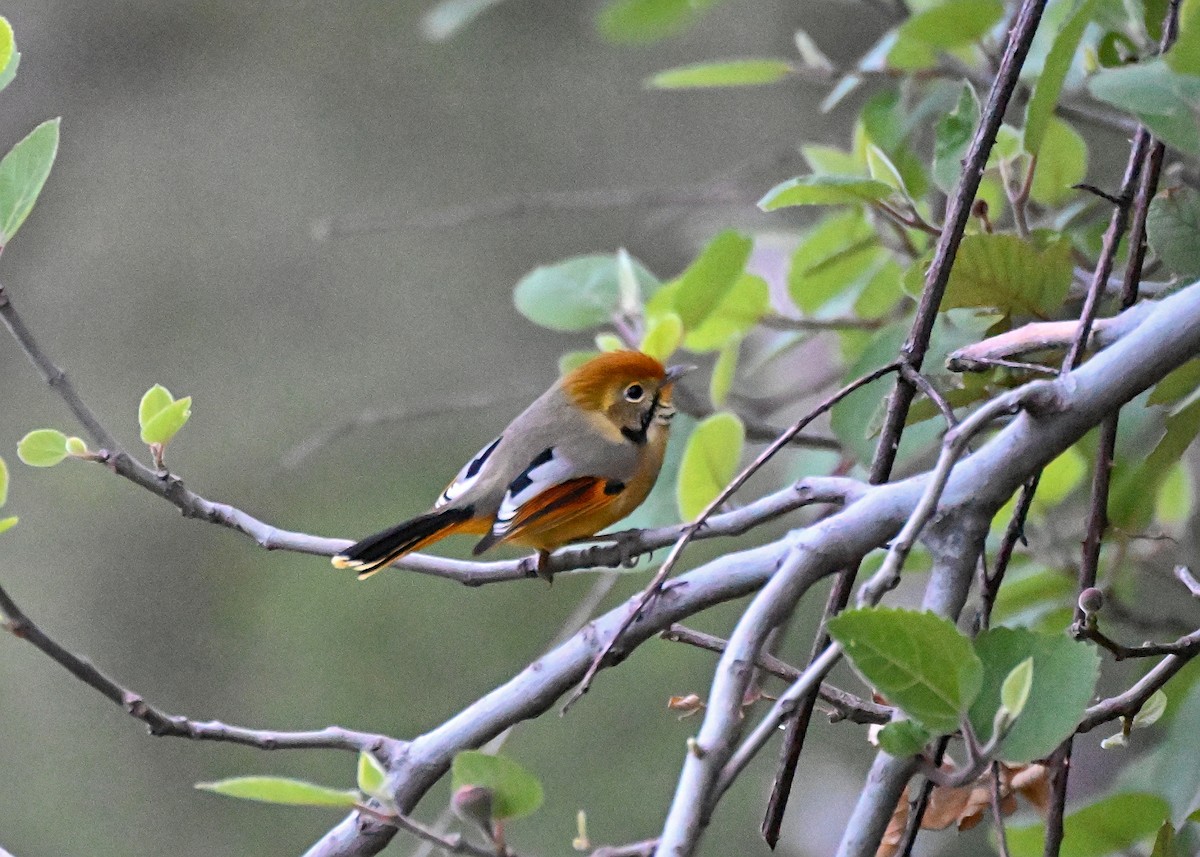 Chestnut-tailed Minla - ML619557366