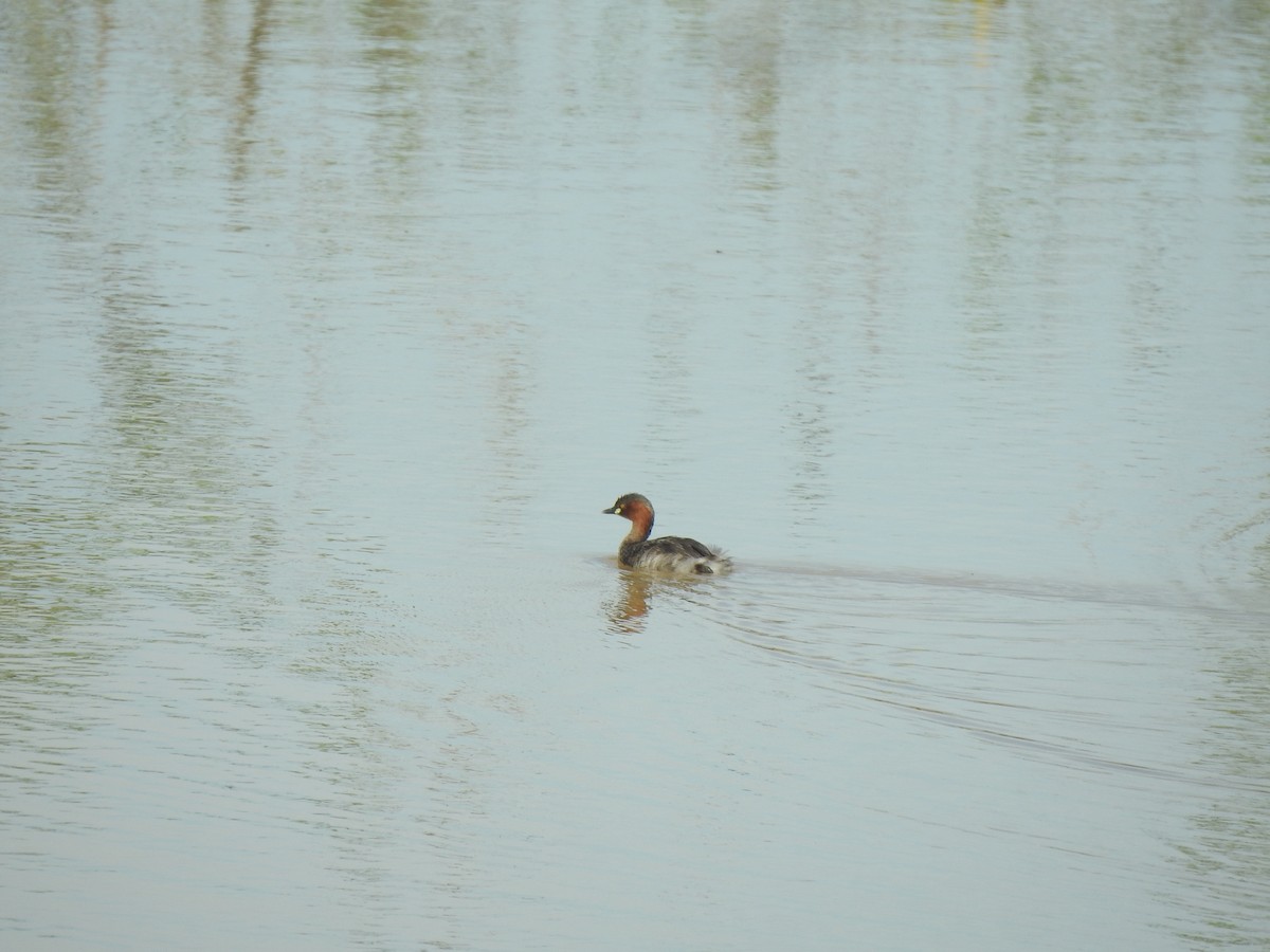 Little Grebe - Angeline Mano M