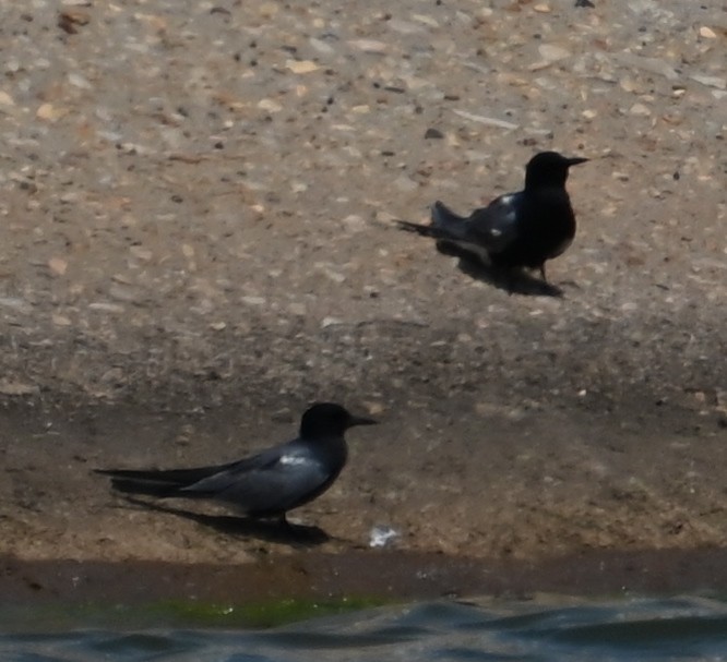 Black Tern - ML619557375