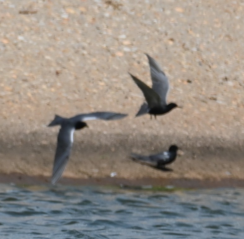 Black Tern - ML619557376