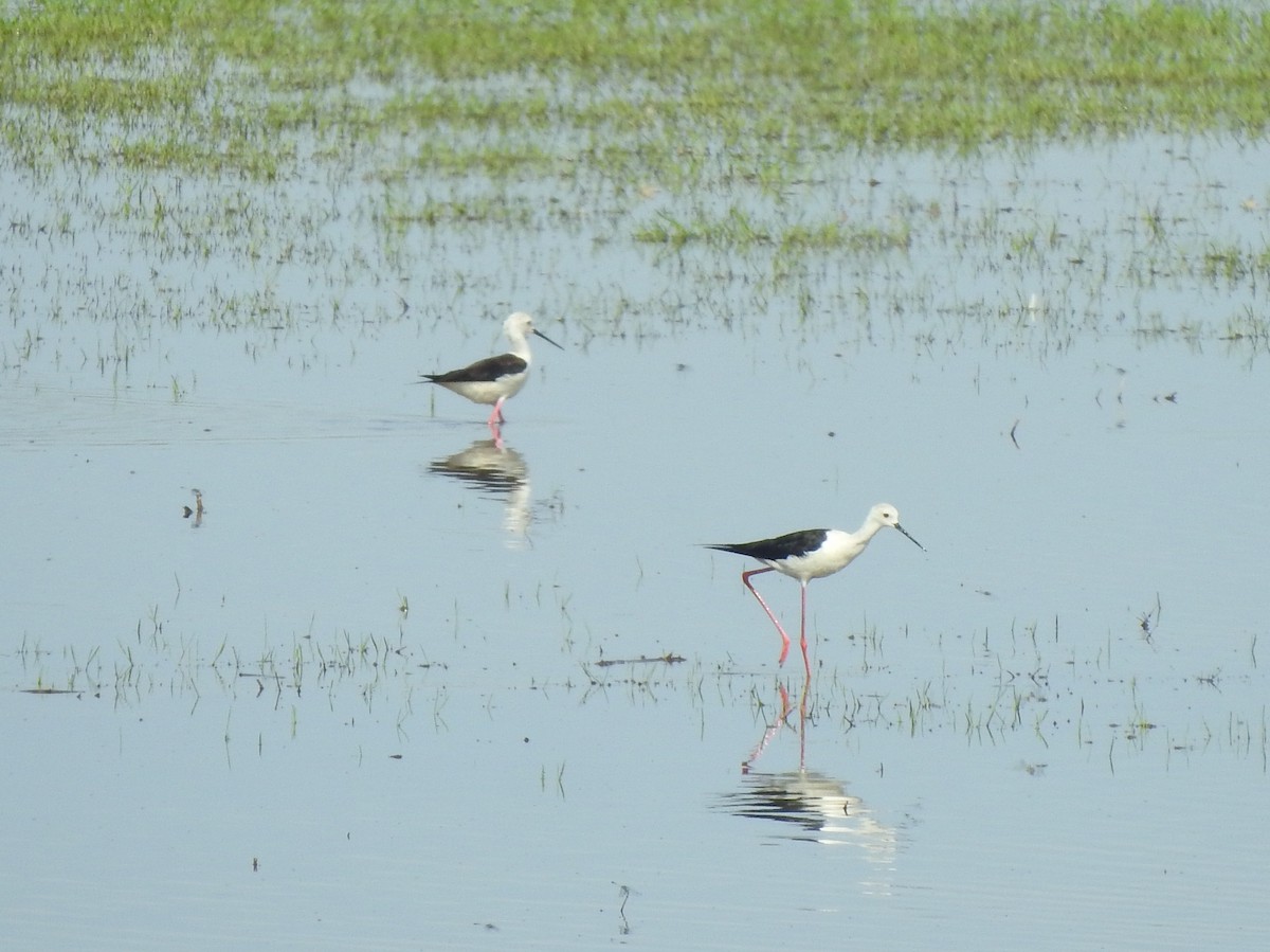 Black-winged Stilt - Angeline Mano M