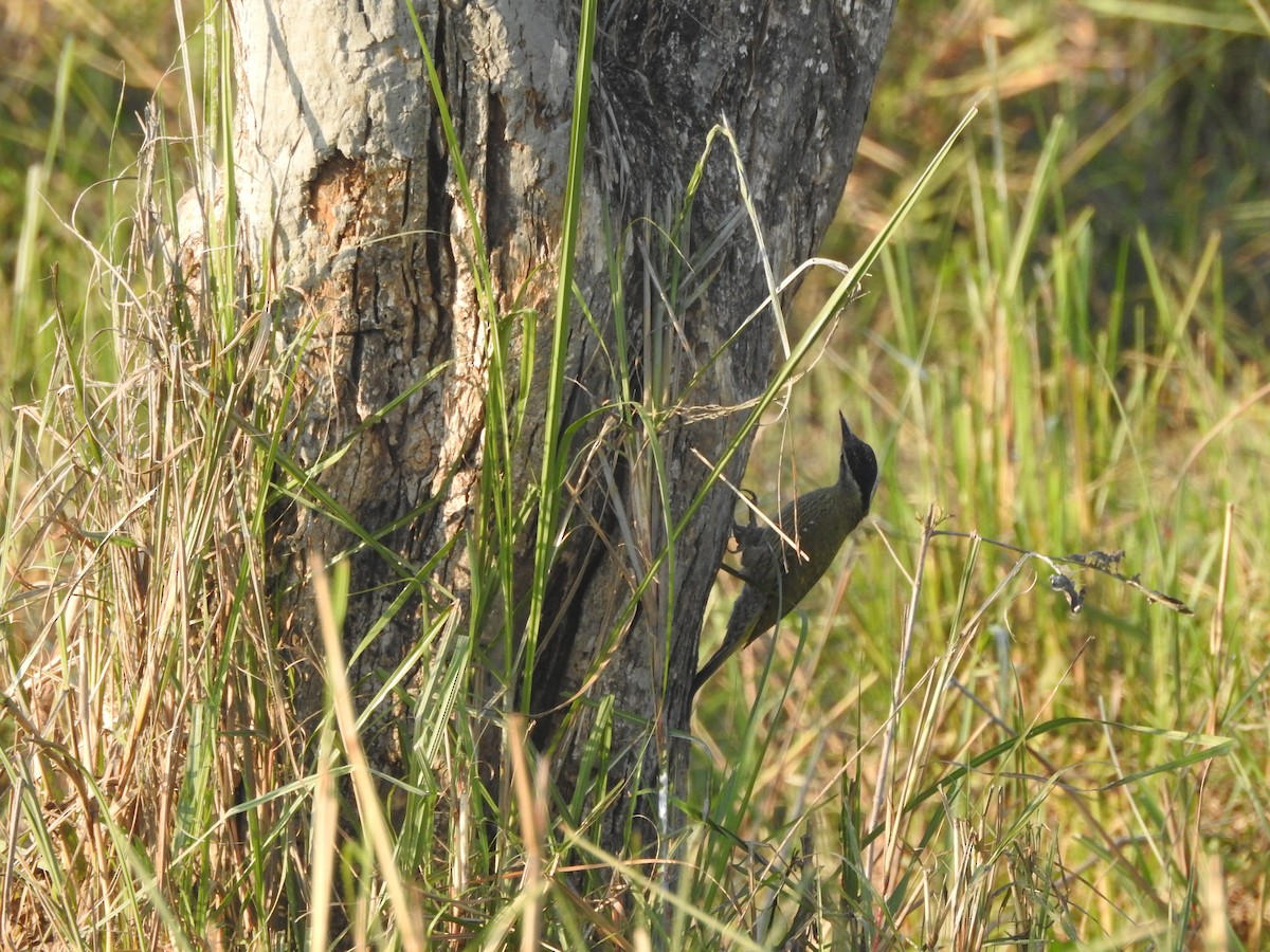 Streak-throated Woodpecker - ML619557386